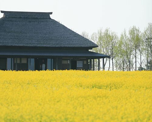 field-flowers-house-nature